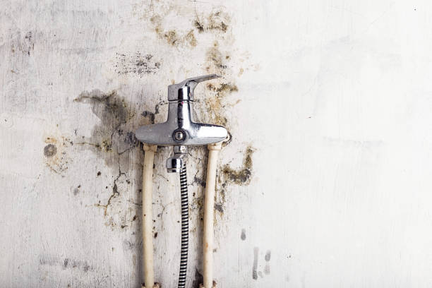 Best Black Mold Removal  in Lisle, IL