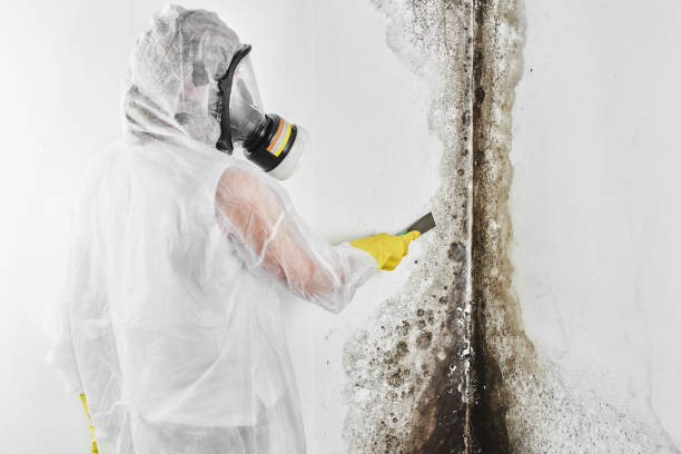 Best Professional Mold Removal  in Lisle, IL