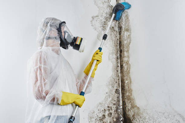 Best Commercial Mold Removal  in Lisle, IL