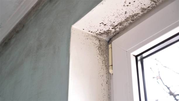 Best Mold Testing  in Lisle, IL