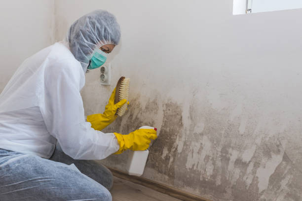 Best Certified Mold Removal  in Lisle, IL