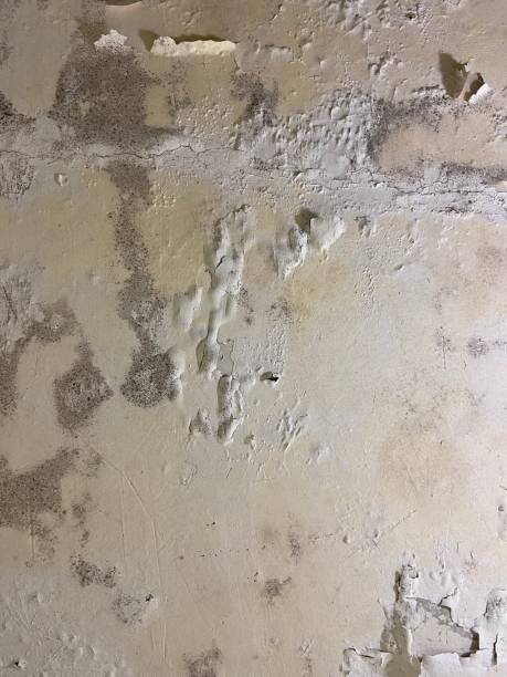 Best Mold Remediation  in Lisle, IL